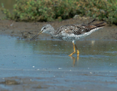 Greater Yellowlegs, breeding plumage