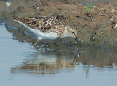 Least Sandpiper, breeding plumage