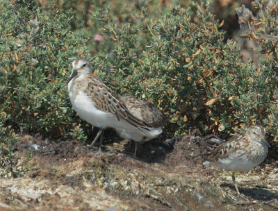 Western Sandpiper, juvenile, with Least Sandpipers