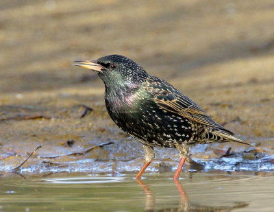 European Starling