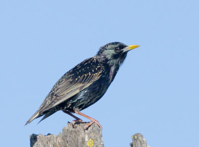 European Starling