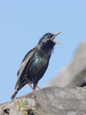 European Starling