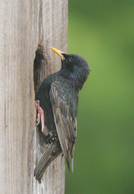 European Starling, at nest