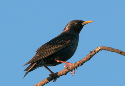 European Starling, breeding plumage