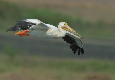 American White Pelican