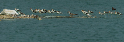 Black Skimmer, juvenile, with companions