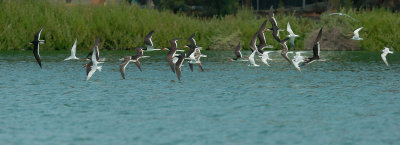 Black Skimmers with Forster's Terns