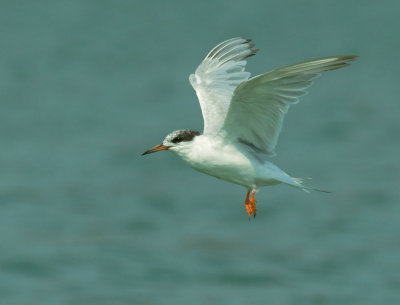 Forster's Tern, molting adult