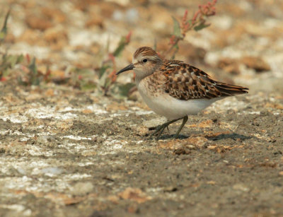 Least Sandpiper, juvenile
