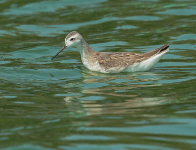 Wilson's Phalarope, juvenile