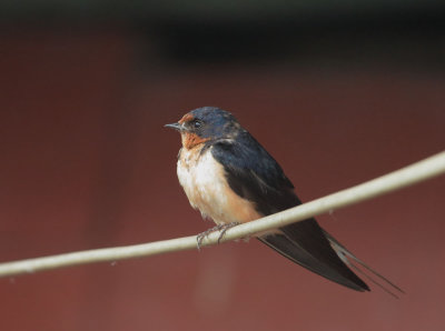 Barn Swallow, female