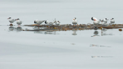 Common and Elegant Terns