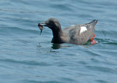 Pigeon Guillemot feeding: adult approaching with fish