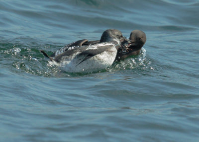 Pigeon Guillemots feeding: adult and juvenile