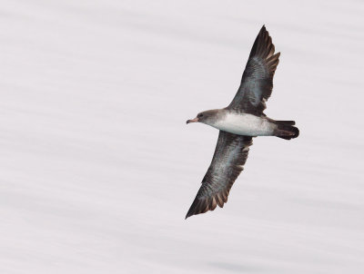 Pink-footed Shearwater