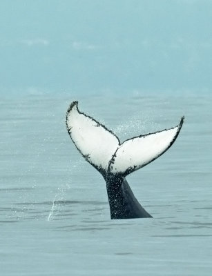 Humpback Whale flukes