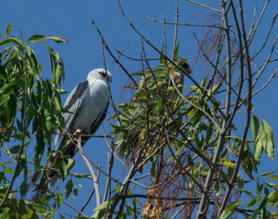 White-tailed Kites, adult and juvenile