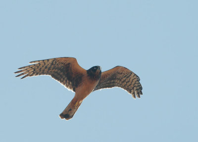 Northern Harrier, juvenile