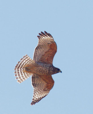 Red-shouldered Hawk, juvenile