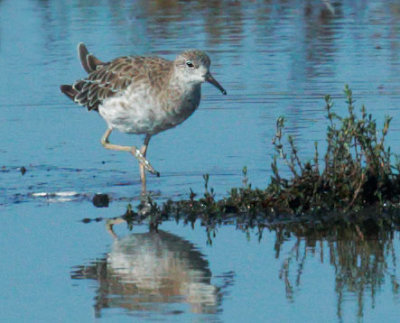 Ruff, female