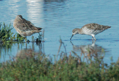 Ruff, female (L), with Dowitcher sp.