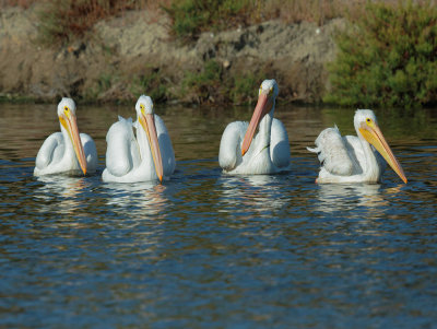 American White Pelicans