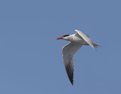 Caspian Tern