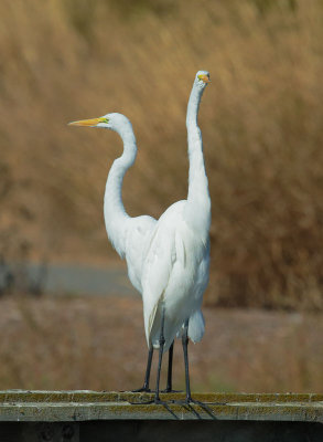 Great Egrets, dancing?