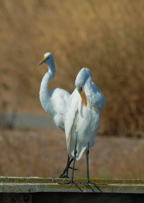 Great Egrets, dancing?