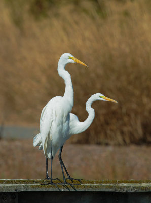 Great Egrets, dancing?