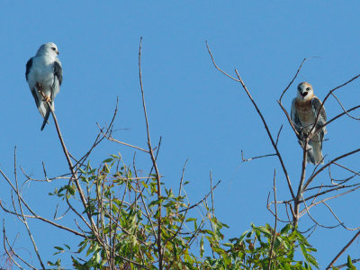 White-tailed Kites, adult (L) and juvenile