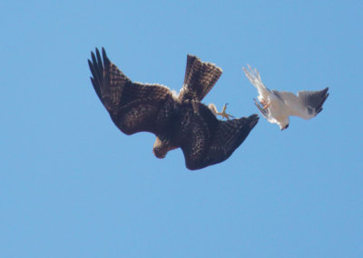White-tailed Kite and Red-tailed Hawk, juvenile