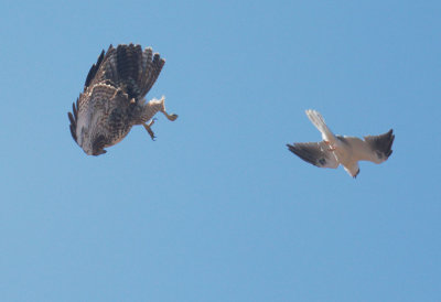White-tailed Kite and Red-tailed Hawk, juvenile