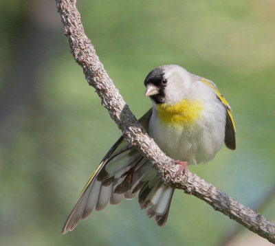 Lawrence's Goldfinch, male