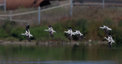 American Avocets, flying