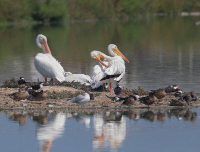 American White Pelicans and Black Skimmers