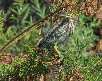 Green Heron, juvenile