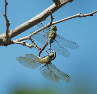 Common Green Darner dragonflies mating