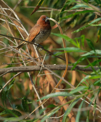 Scaly-breasted Munia, carrying nesting material