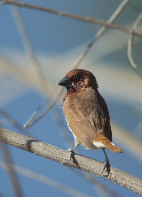 Scaly-breasted Munia