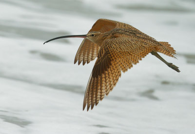 Long-billed Curlew, flying
