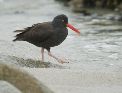 Black Oystercatcher