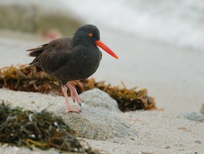 Black Oystercatcher
