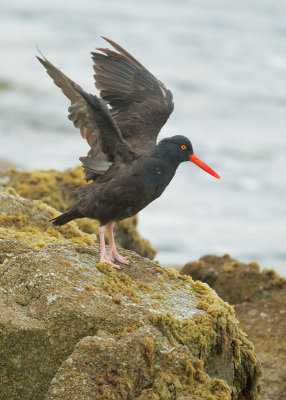 Black Oystercatcher