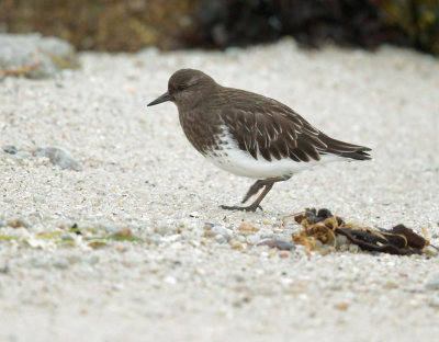 Black Turnstone