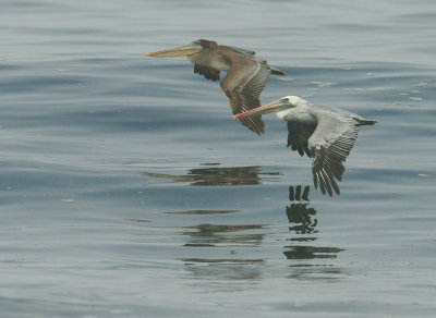 Brown Pelicans, first-cycle and adult