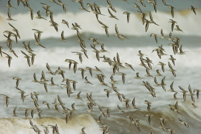 Sanderlings, flying against surf