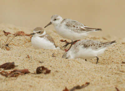 Snowy Plover and Sanderlings