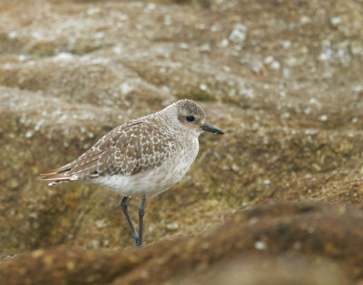 Black-bellied Plover