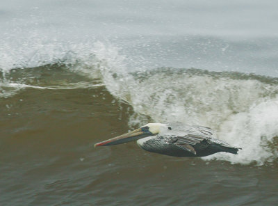 Brown Pelican